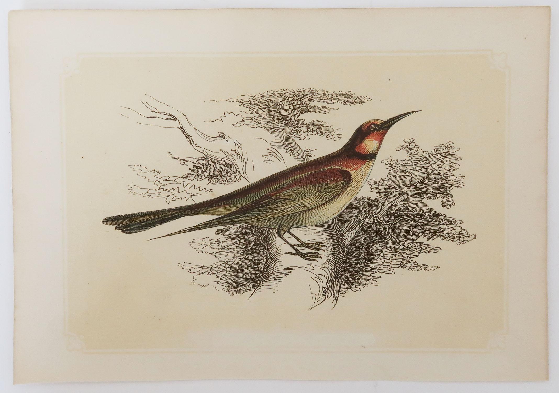 Folk Art Original Antique Bird Print, the Bee-Eater, Tallis circa 1850