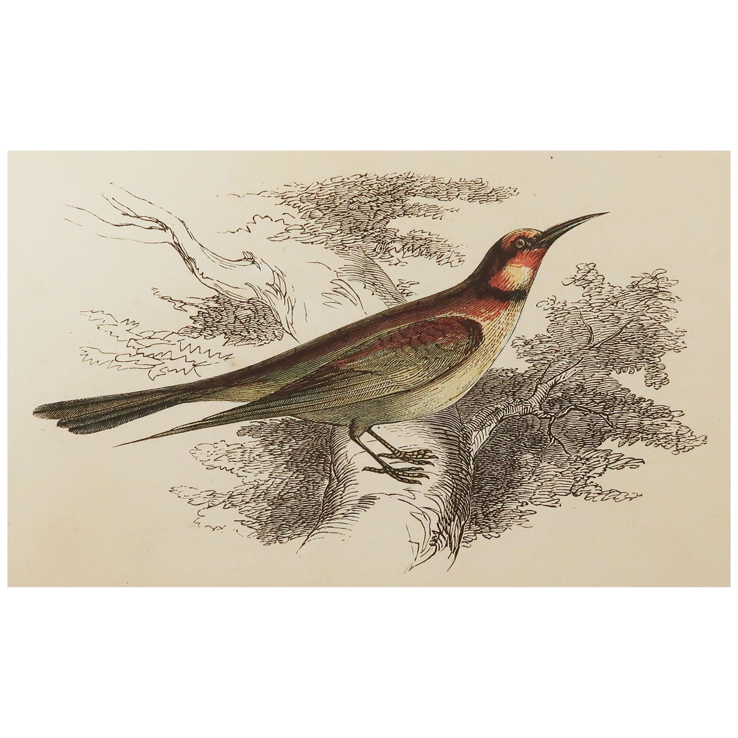Original Antique Bird Print, the Bee-Eater, Tallis circa 1850