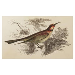 Original Antique Bird Print, the Bee-Eater, Tallis, circa 1850