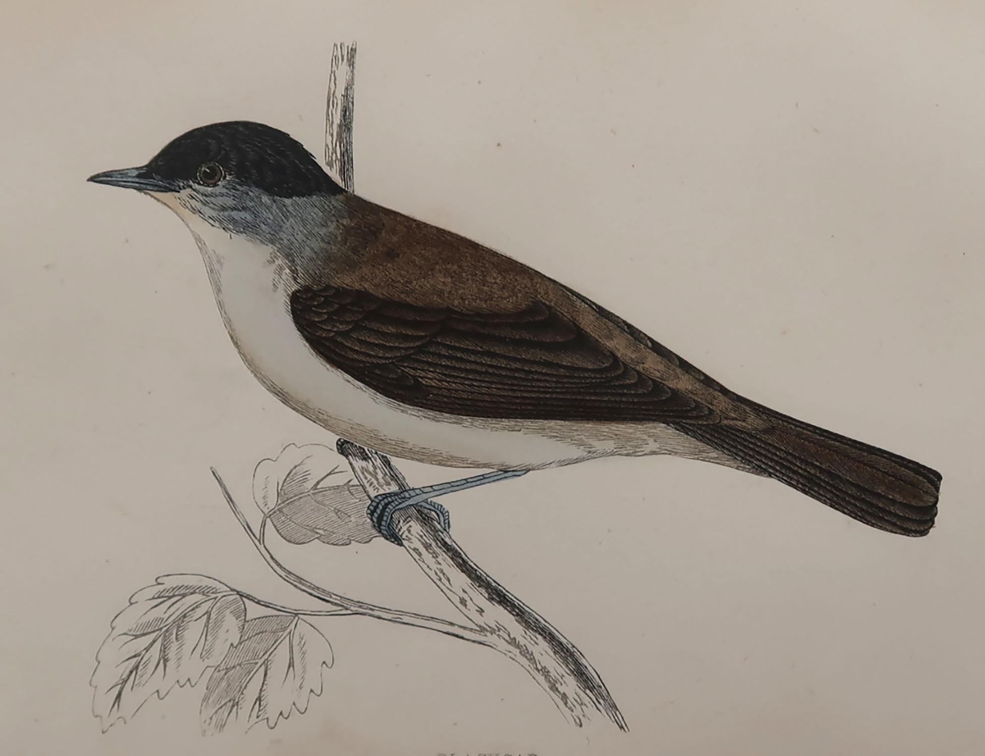 Great image of a blackcap

Unframed. It gives you the option of perhaps making a set up using your own choice of frames.

Lithograph with original hand color.

Published, circa 1870

Free shipping.




 