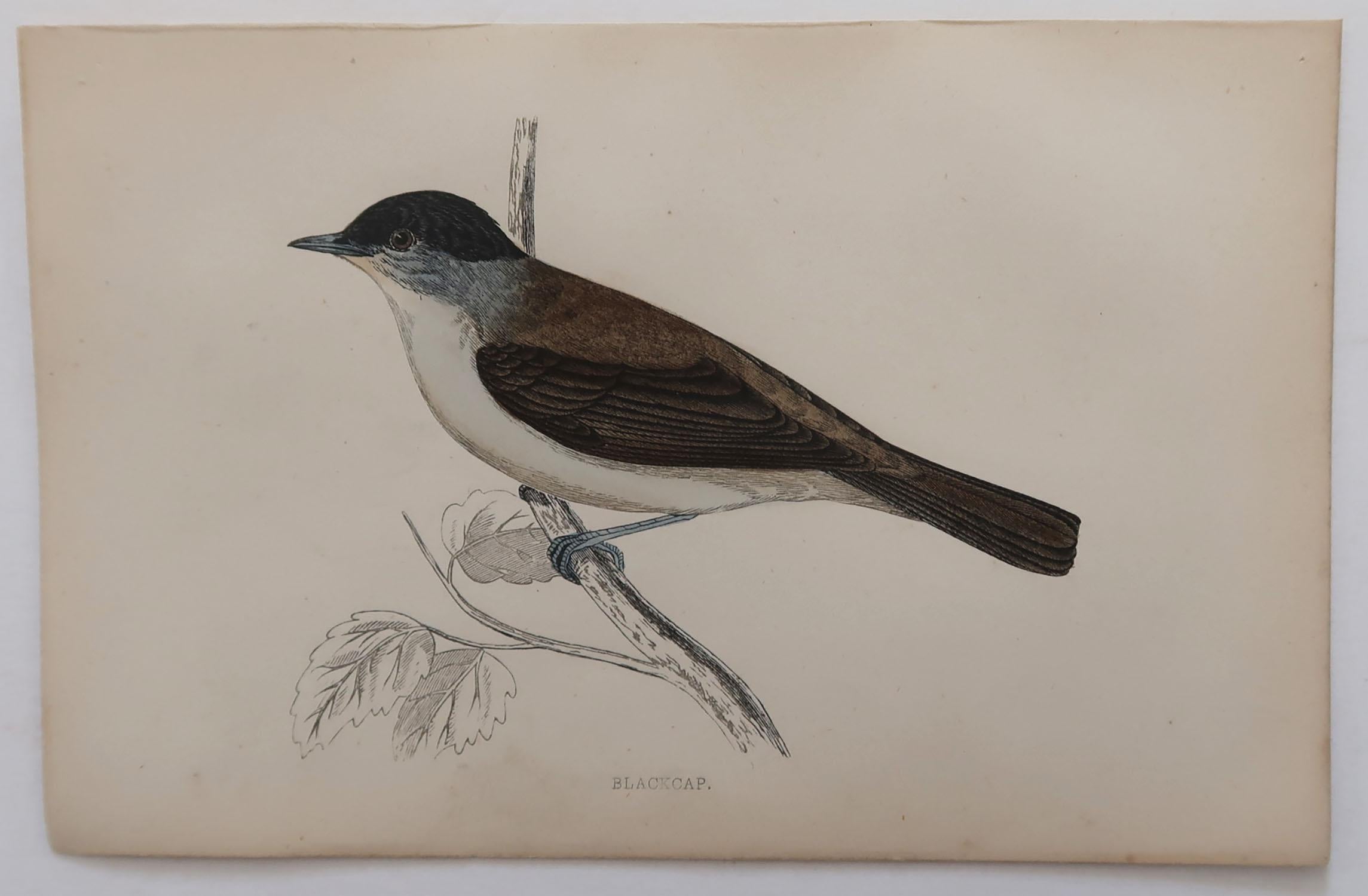 Folk Art Original Antique Bird Print, the Blackcap, circa 1870