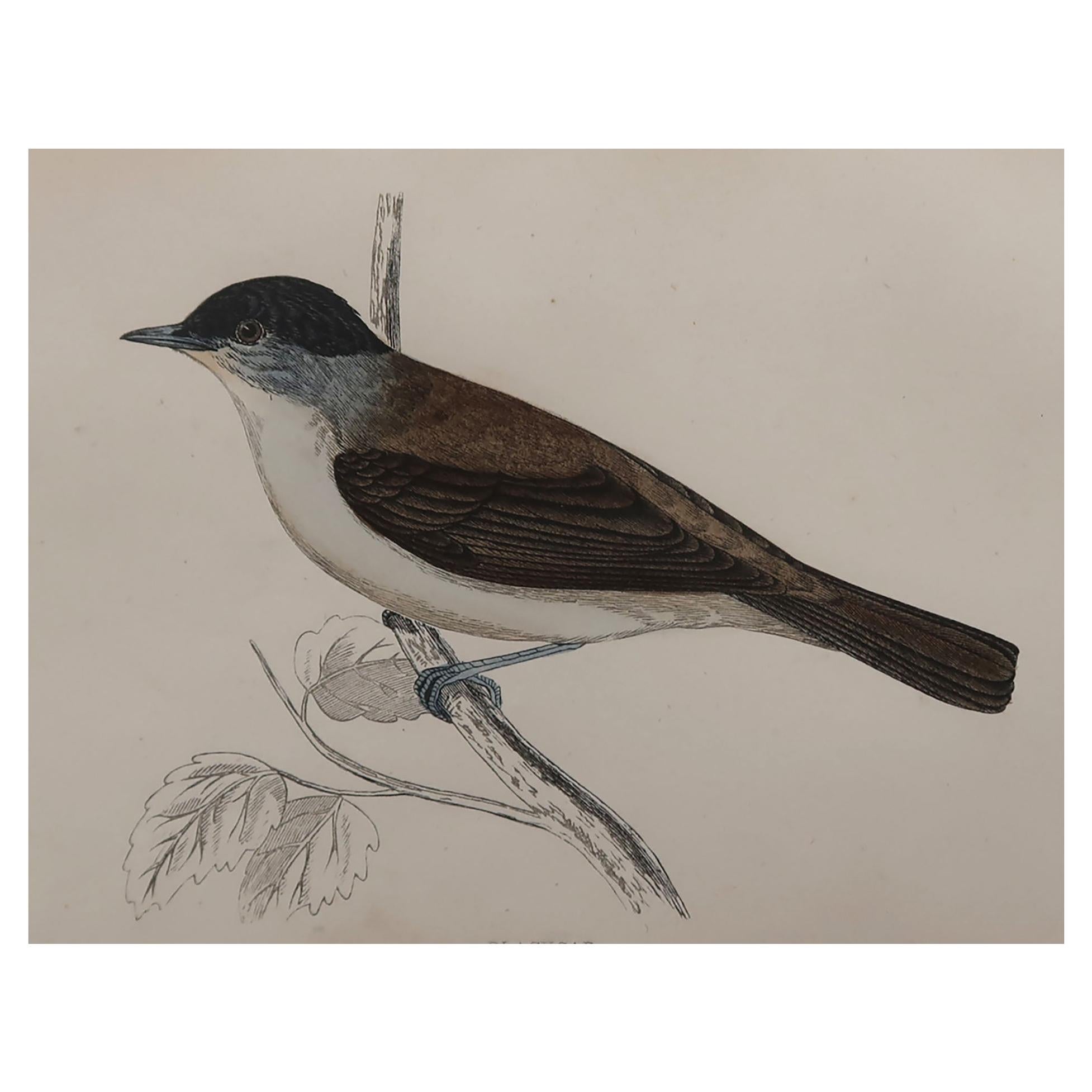 Original Antique Bird Print, the Blackcap, circa 1870