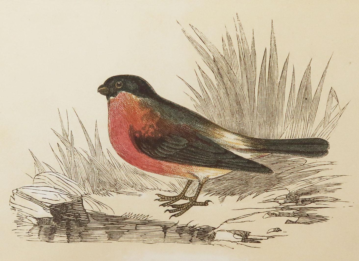 Great image of a bullfinch

Unframed. It gives you the option of perhaps making a set up using your own choice of frames.

Lithograph with original color.

Published by Tallis circa 1850

Crudely inscribed title has been erased at the bottom