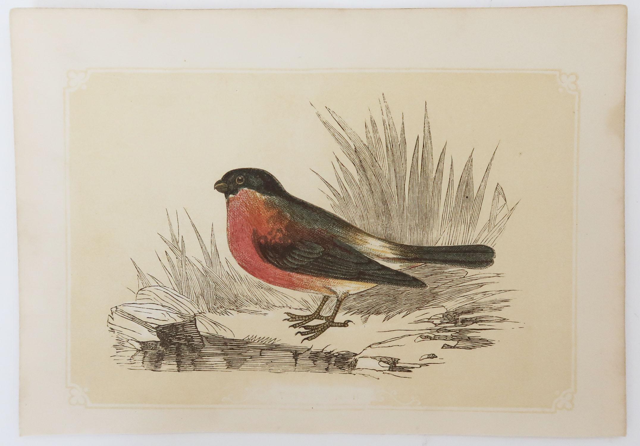 Folk Art Original Antique Bird Print, the Bullfinch, Tallis circa 1850