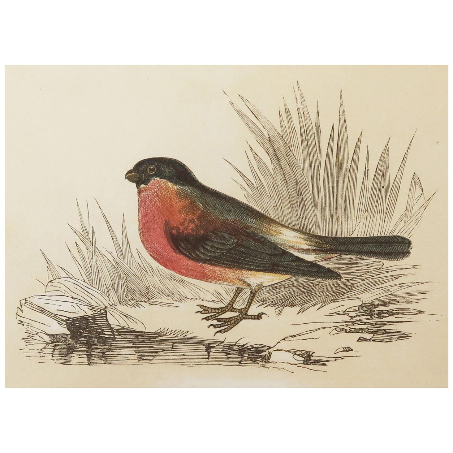 Original Antique Bird Print, the Bullfinch, Tallis circa 1850