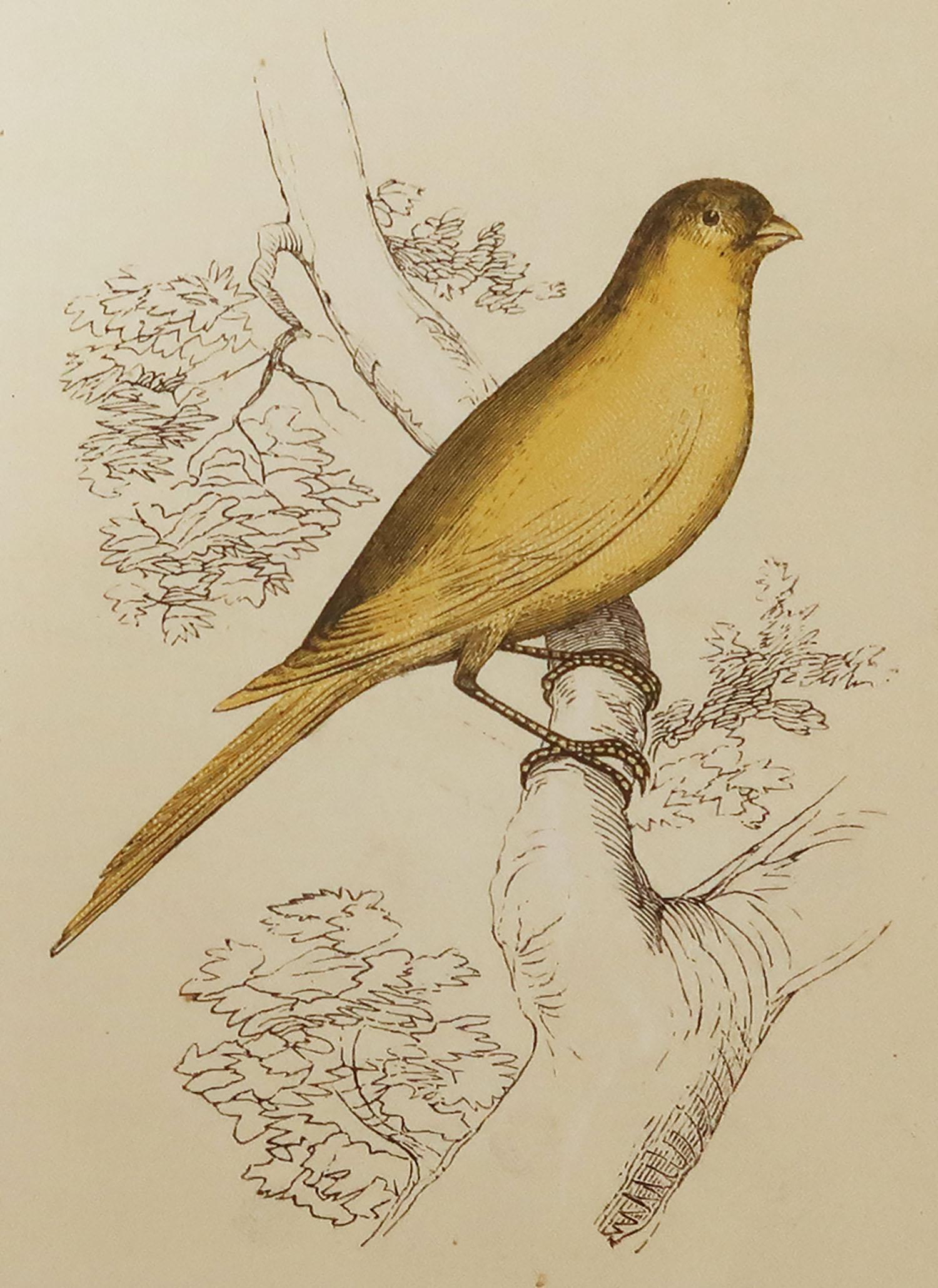 Great image of a canary finch

Unframed. It gives you the option of perhaps making a set up using your own choice of frames.

Lithograph with original color.

Published by Tallis, circa 1850

Crudely inscribed title has been erased at the