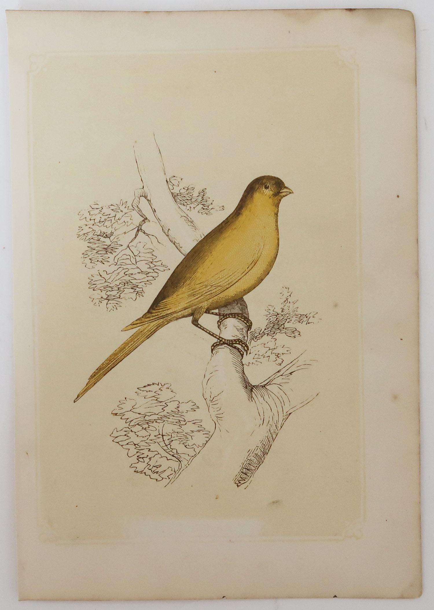 Folk Art Original Antique Bird Print, the Canary Finch, Tallis, circa 1850