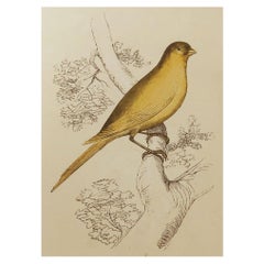 Original Antique Bird Print, the Canary Finch, Tallis, circa 1850