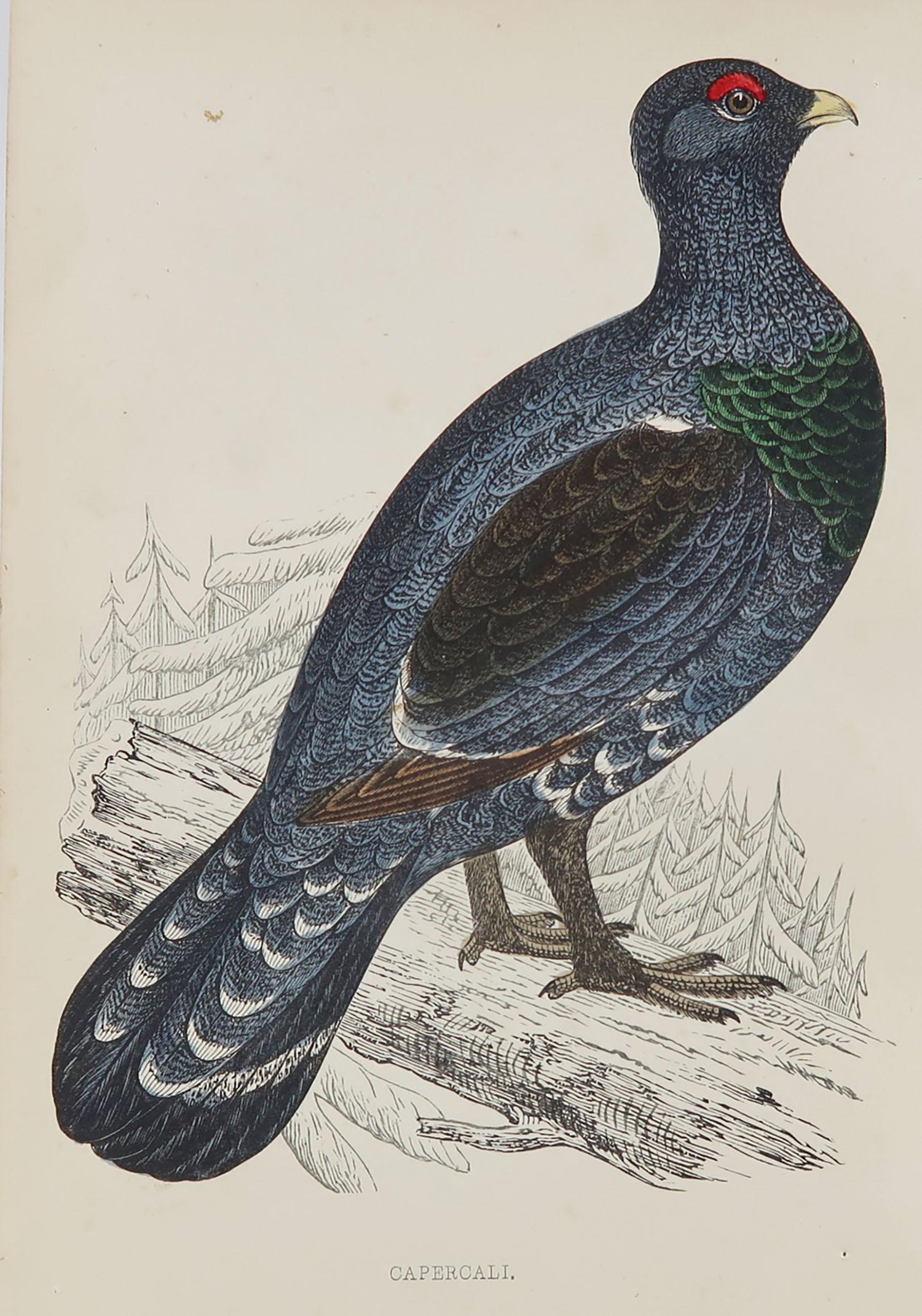 Great image of a capercaillie

Unframed. It gives you the option of perhaps making a set up using your own choice of frames.

Lithograph with original hand color.

Published, circa 1870

Free shipping.




 