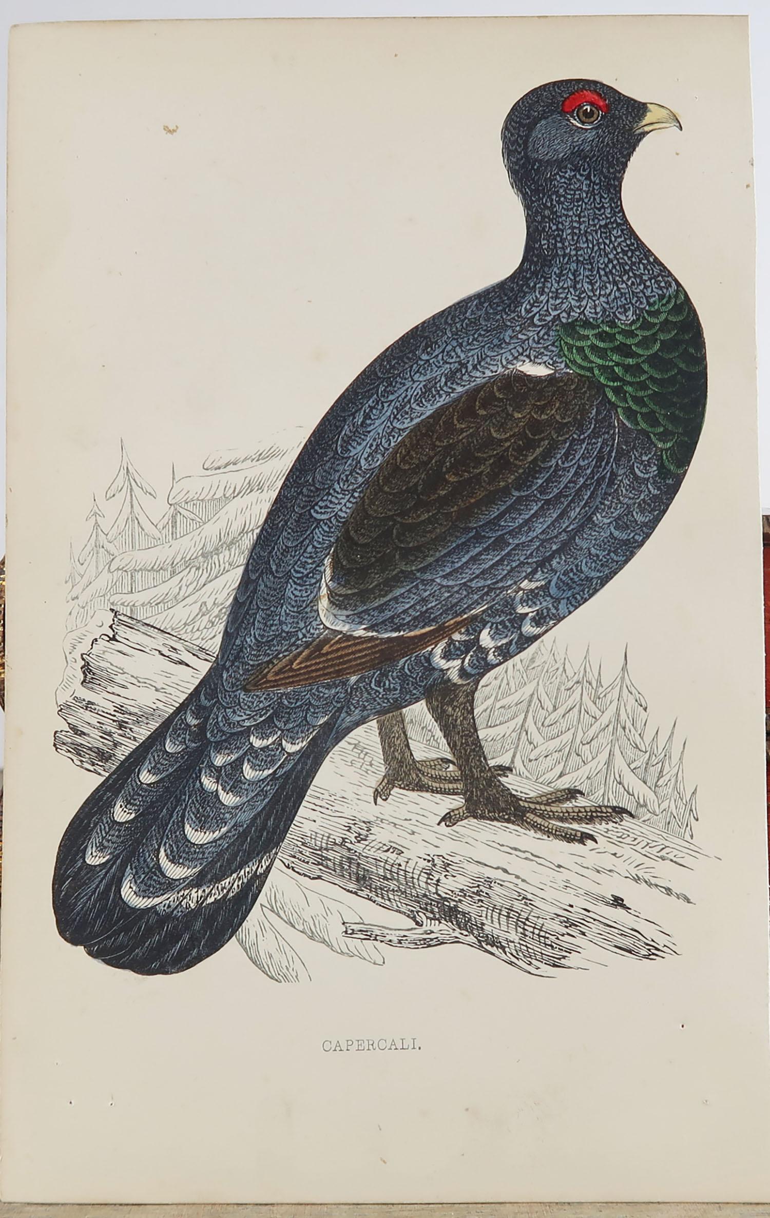 Folk Art Original Antique Bird Print, the Capercaillie, circa 1870