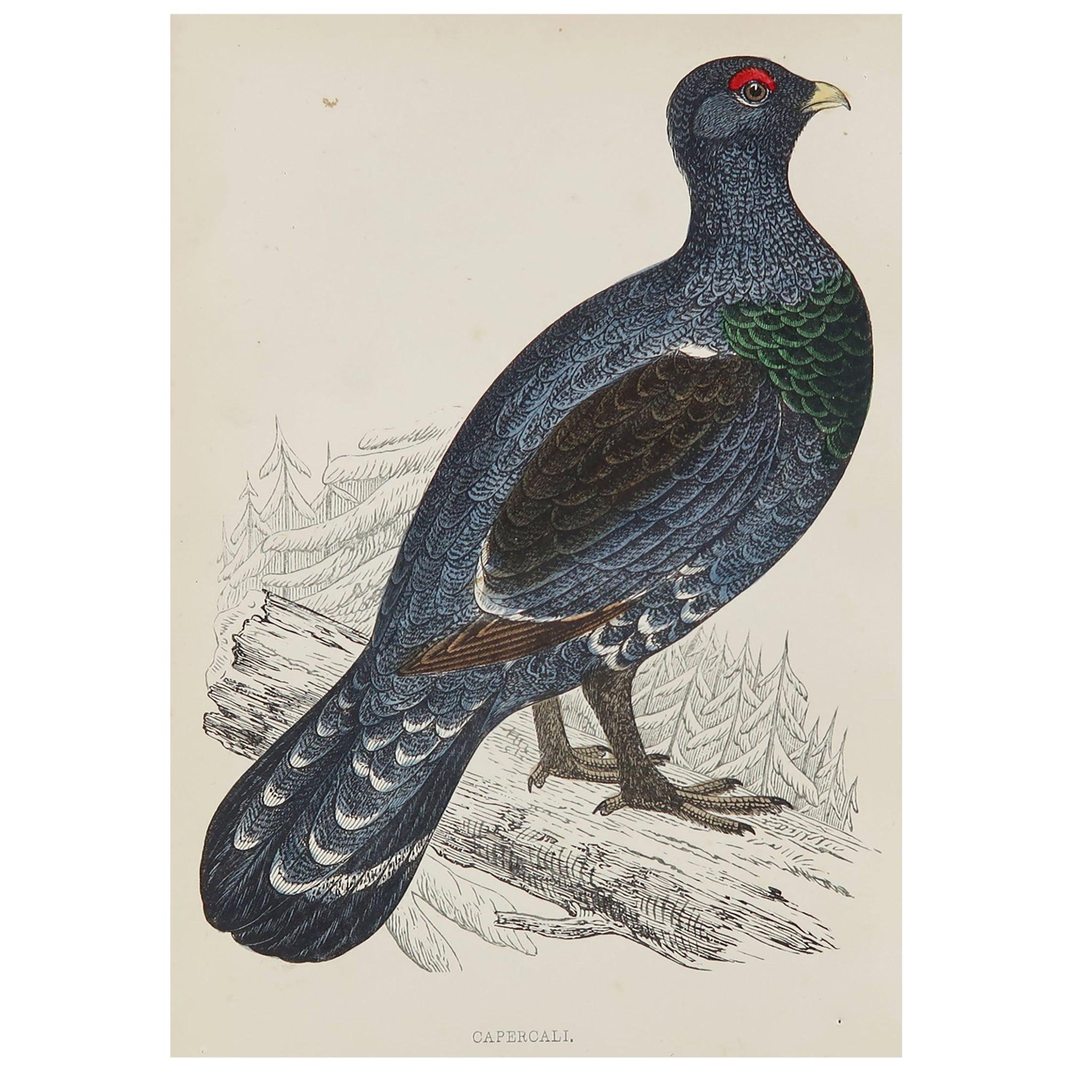 Original Antique Bird Print, the Capercaillie, circa 1870