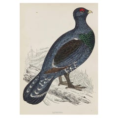 Original Antique Bird Print, the Capercaillie, circa 1870
