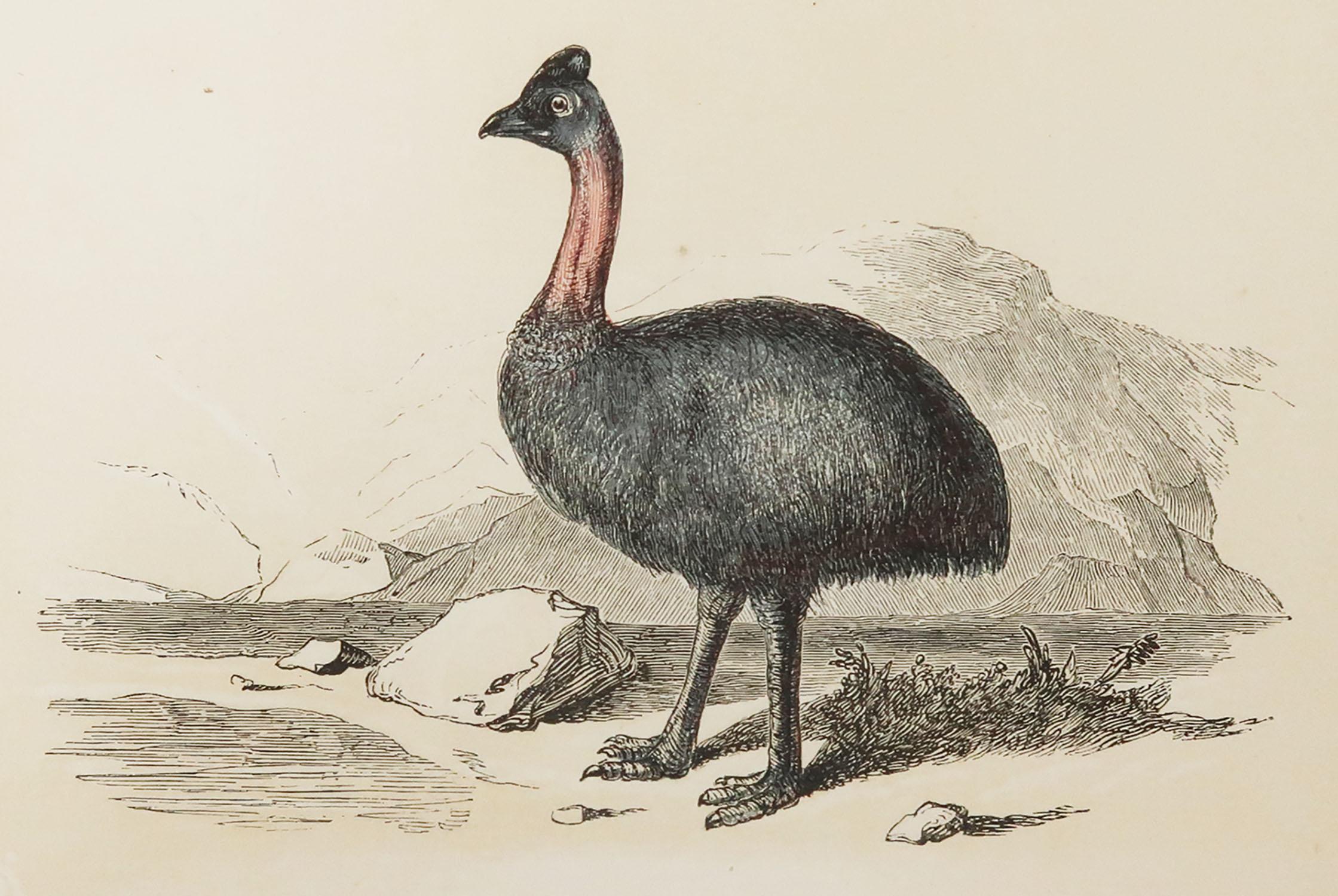 Great image of a cassowary

Unframed. It gives you the option of perhaps making a set up using your own choice of frames.

Lithograph with original color.

Published by Tallis, circa 1850

Crudely inscribed title has been erased at the