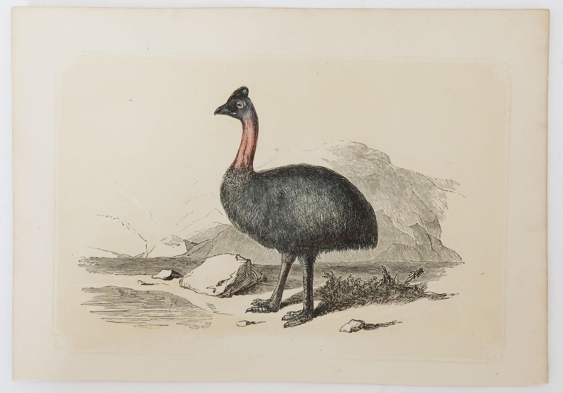 Folk Art Original Antique Bird Print, the Cassowary, Tallis, circa 1850