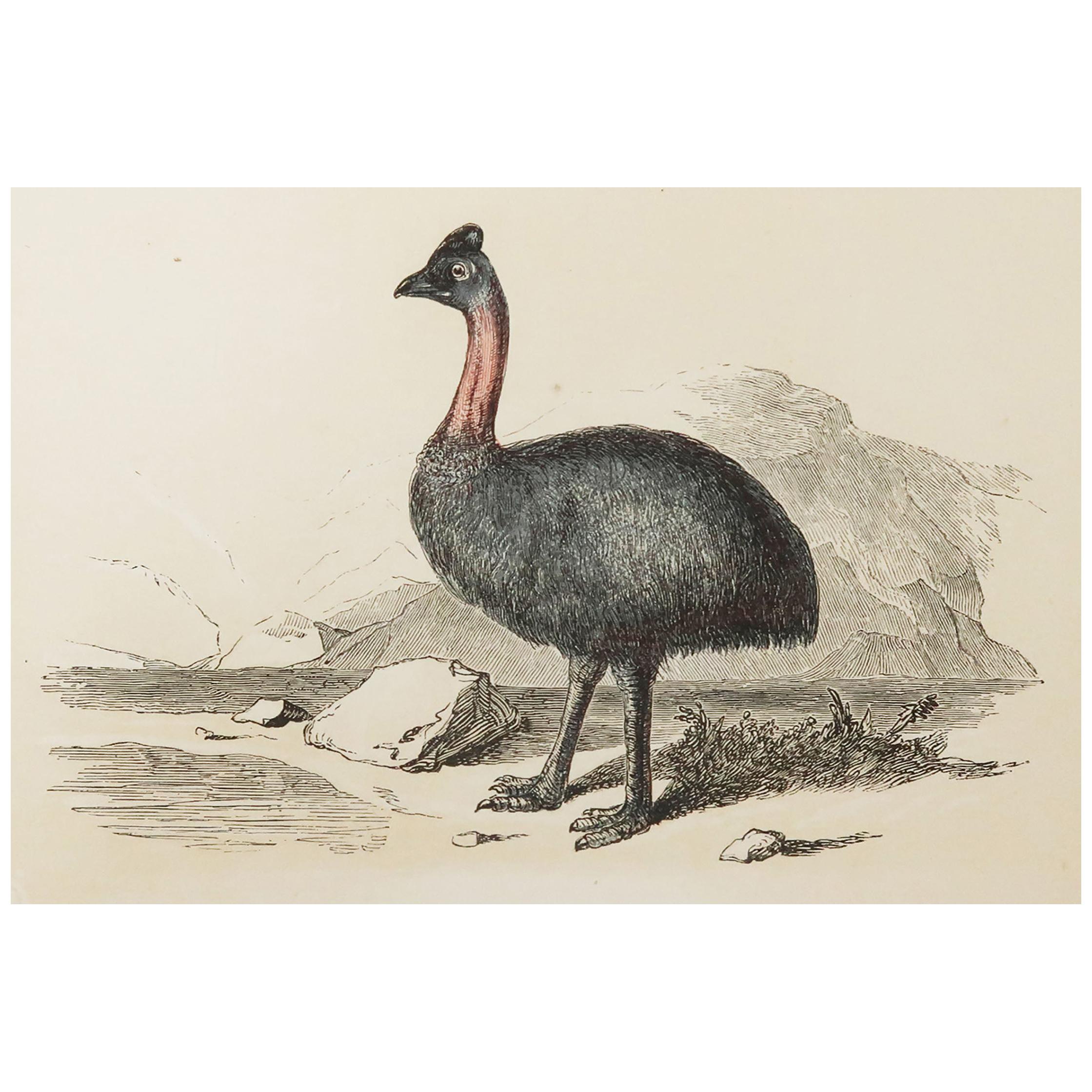 Original Antique Bird Print, the Cassowary, Tallis, circa 1850