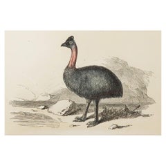 Original Antique Bird Print, the Cassowary, Tallis, circa 1850
