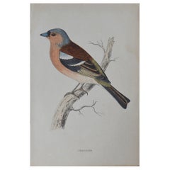 Original Antique Bird Print, The Chaffinch, circa 1850