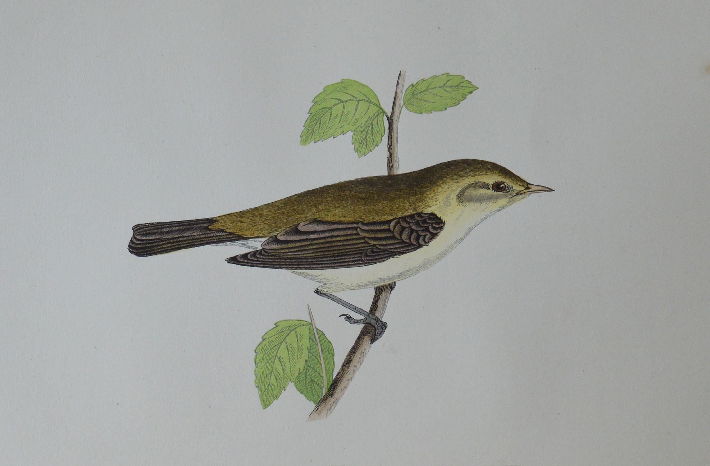 Great image of a chiff chaff

Unframed. It gives you the option of perhaps making a set up using your own choice of frames.

Lithograph with original hand color.

Published, circa 1850

Free shipping.




  