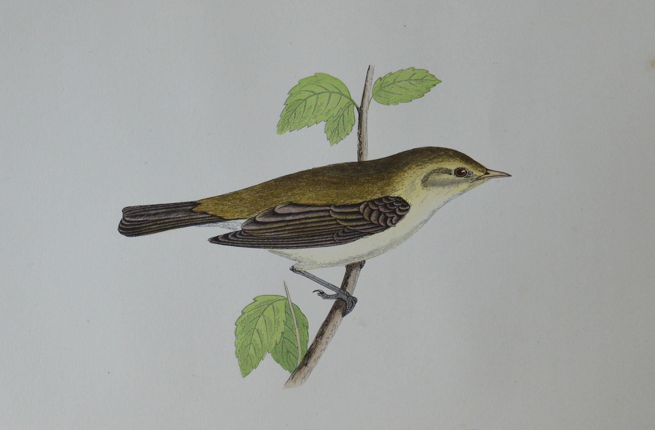 Great image of a chiff chaff

Unframed. It gives you the option of perhaps making a set up using your own choice of frames.

Lithograph with original hand color.

Published, circa 1850

Free shipping.




 