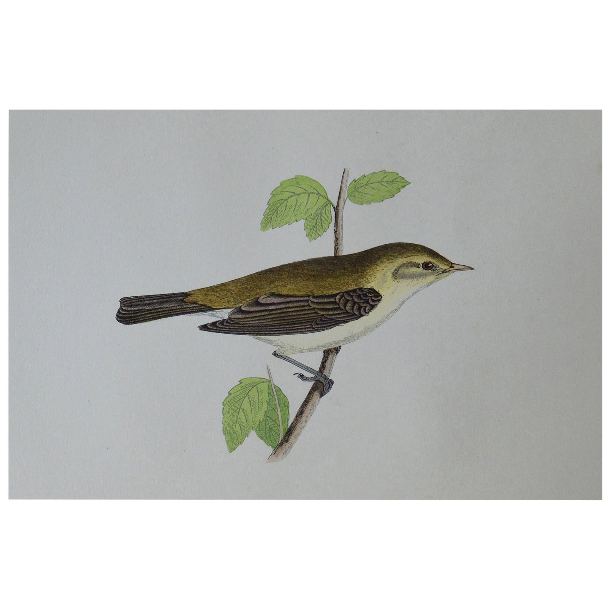 Original Antique Bird Print, the Chiff Chaff, circa 1850