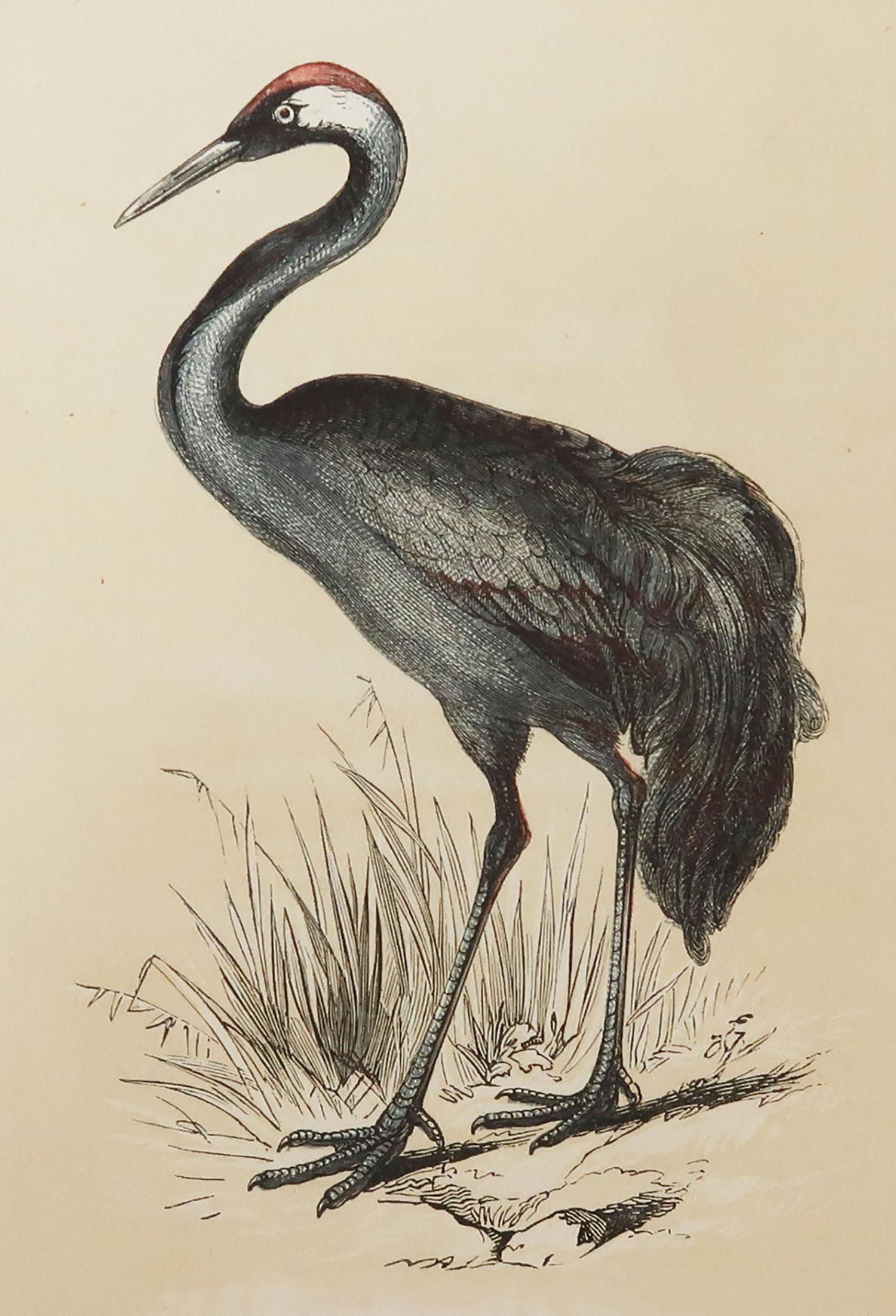 Great image of a crane

Unframed. It gives you the option of perhaps making a set up using your own choice of frames.

Lithograph with original color.

Published by Tallis circa 1850

Crudely inscribed title has been erased at the bottom of