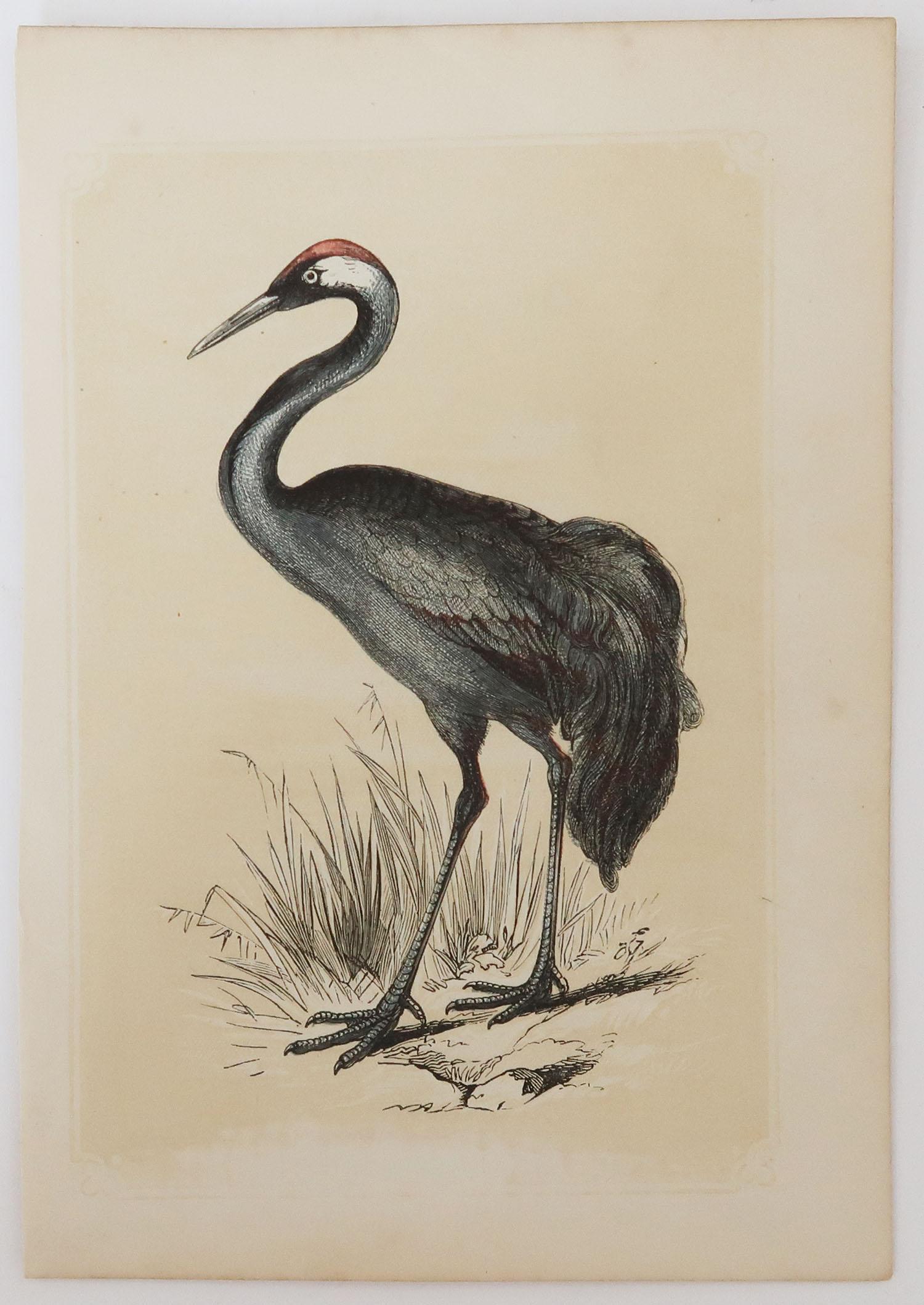 Folk Art Original Antique Bird Print, the Crane, Tallis, circa 1850
