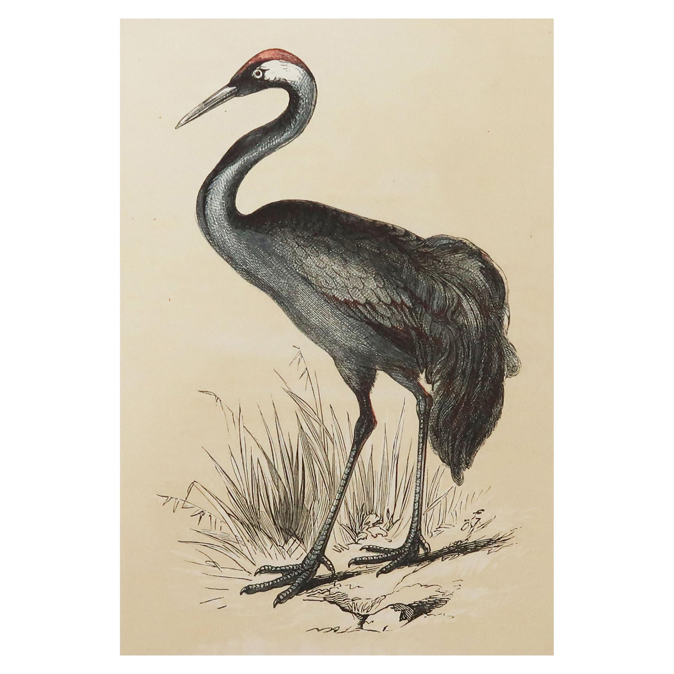 Original Antique Bird Print, the Crane, Tallis, circa 1850