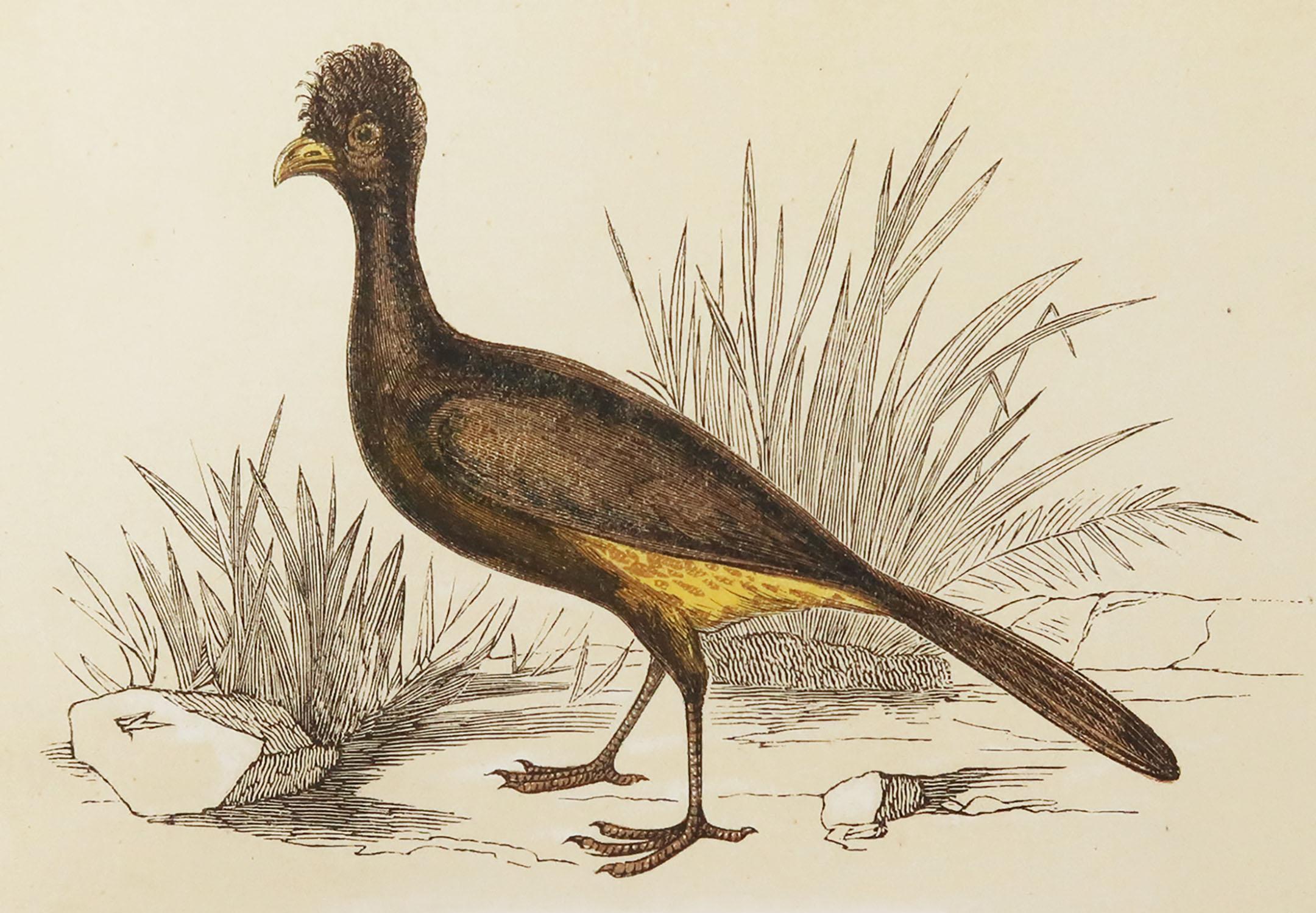 Great image of a crested curassow

Unframed. It gives you the option of perhaps making a set up using your own choice of frames.

Lithograph with original color.

Published by Tallis, circa 1850

Crudely inscribed title has been erased at