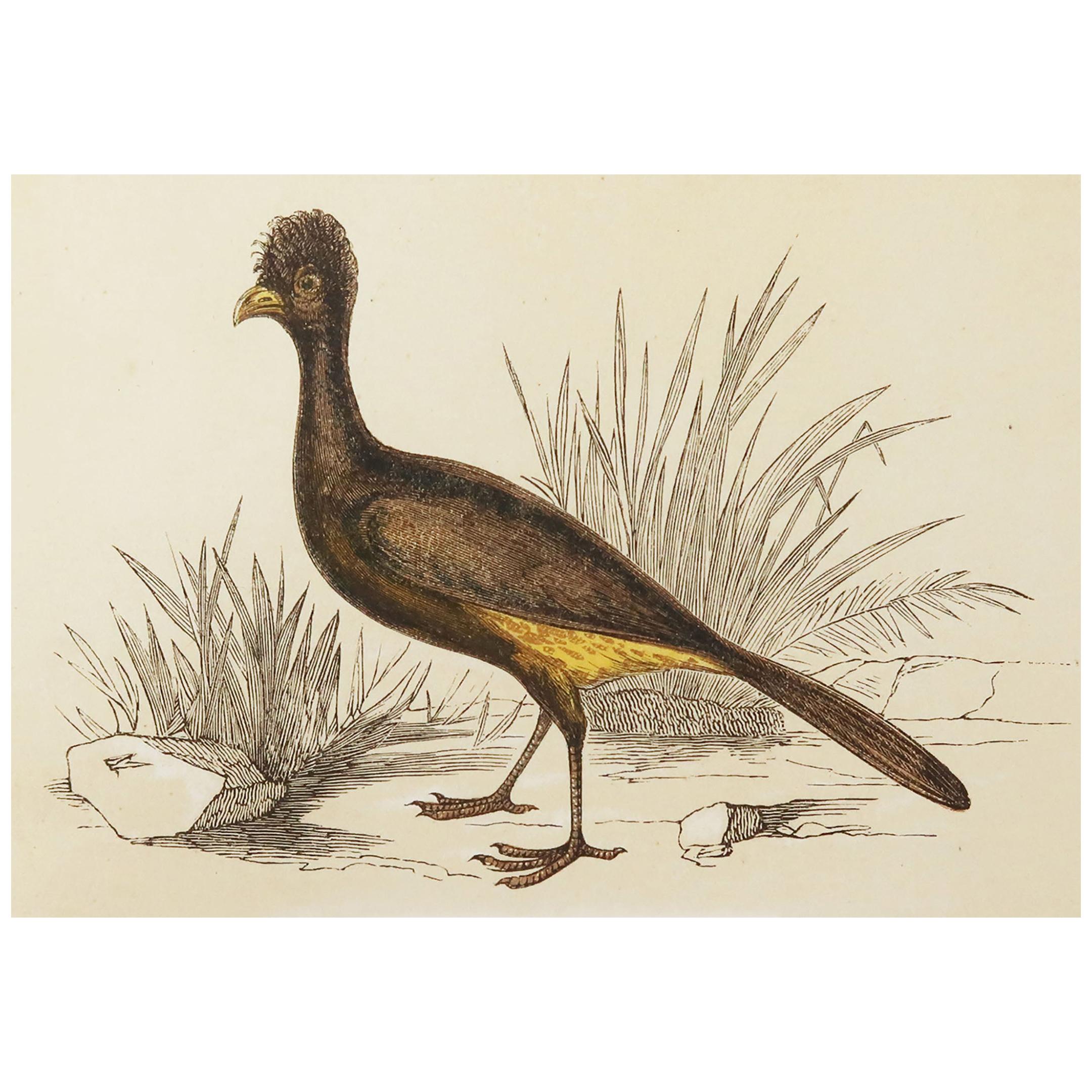 Original Antique Bird Print, the Crested Curassow, Tallis, circa 1850
