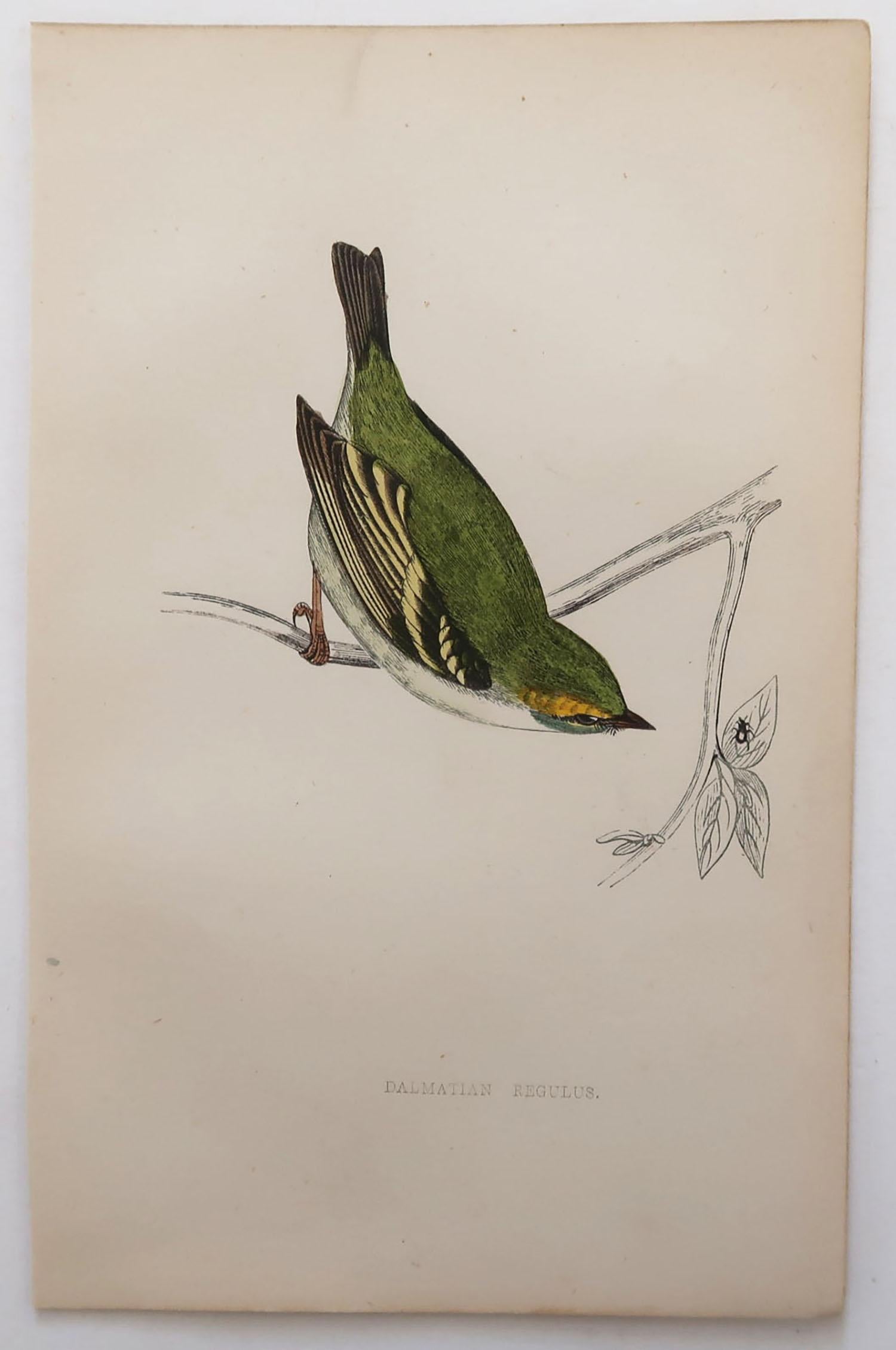 Folk Art Original Antique Bird Print, the Dalmation Regulus, circa 1870