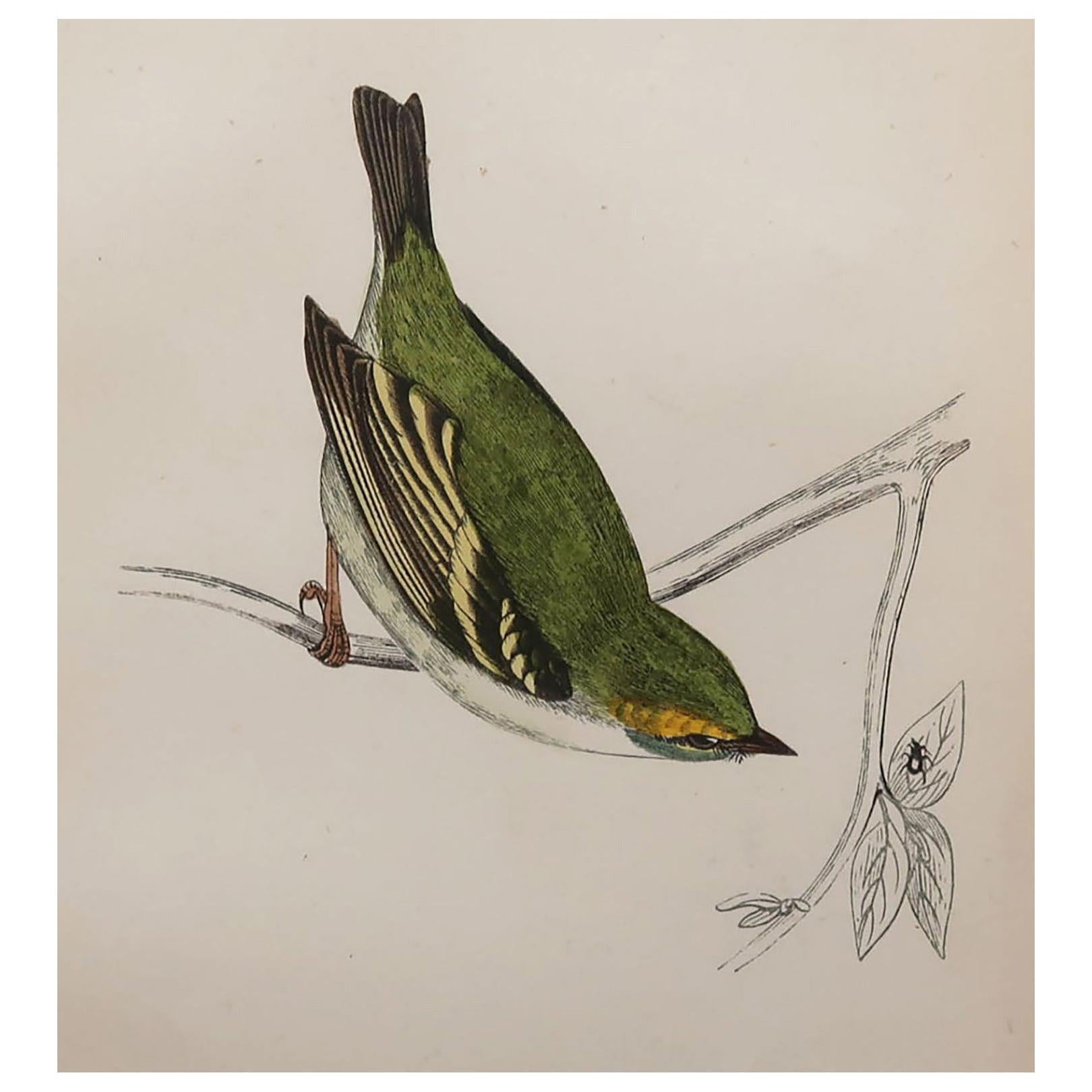 Original Antique Bird Print, the Dalmation Regulus, circa 1870