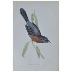 Original Antique Bird Print, The Dartford Warbler, circa 1850