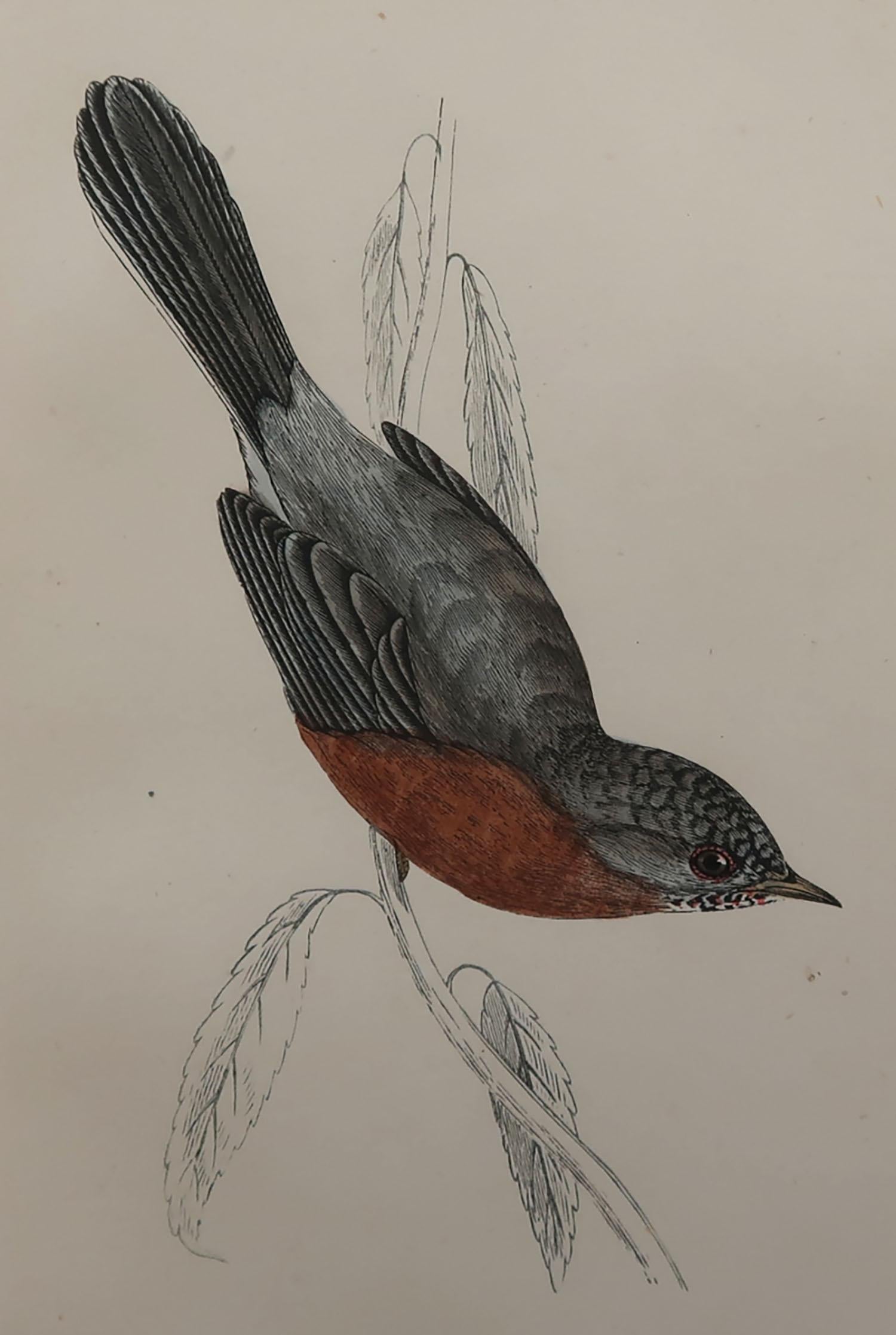 Great image of a Dartford warbler

Unframed. It gives you the option of perhaps making a set up using your own choice of frames.

Lithograph with original hand color.

Published, circa 1870

Free shipping.




 