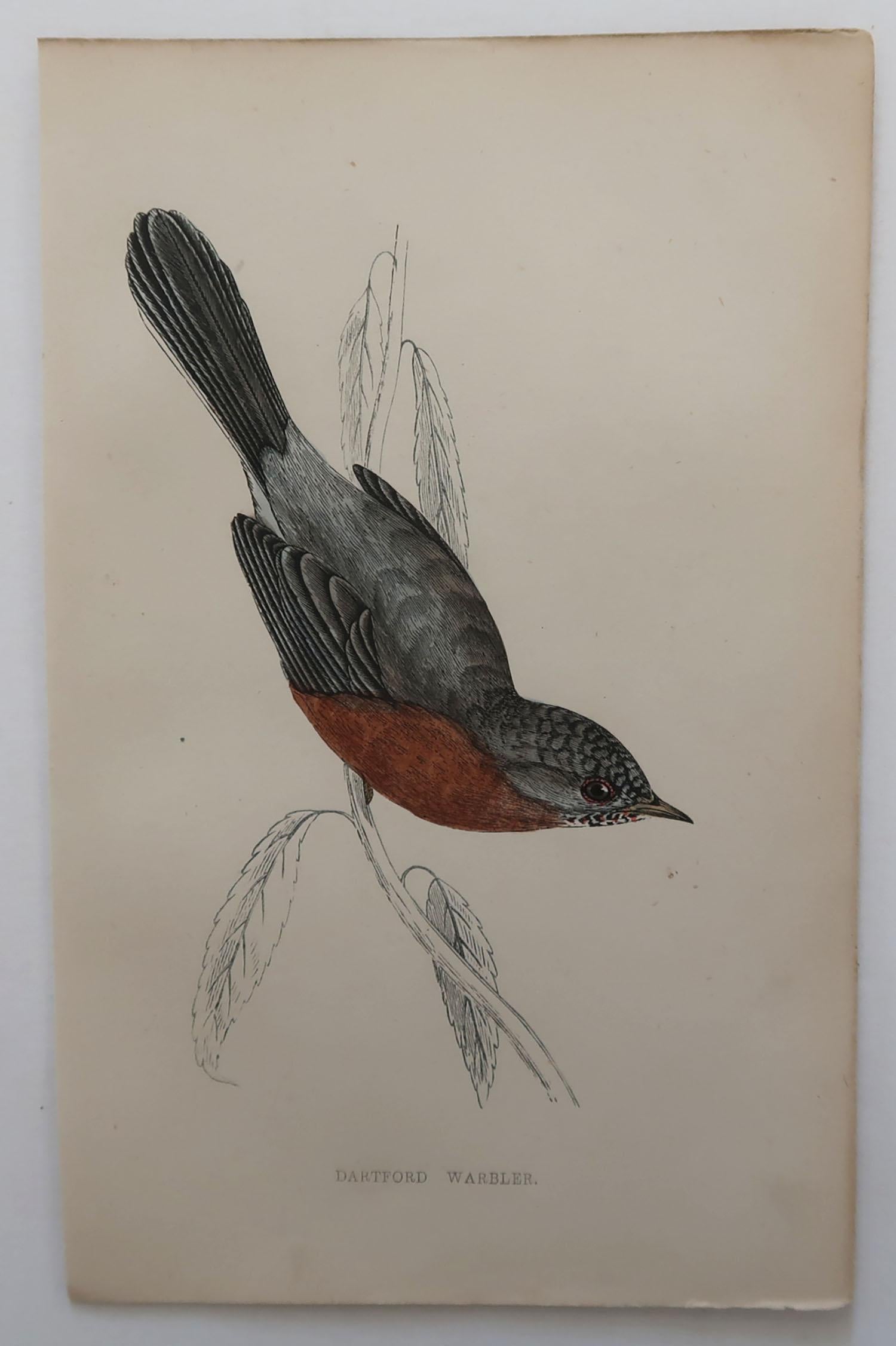 Folk Art Original Antique Bird Print, the Dartford Warbler, circa 1870