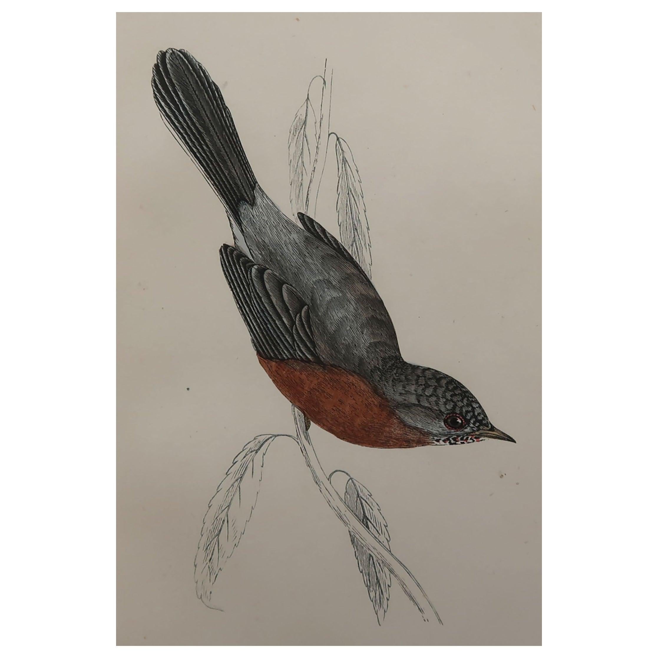 Original Antique Bird Print, the Dartford Warbler, circa 1870