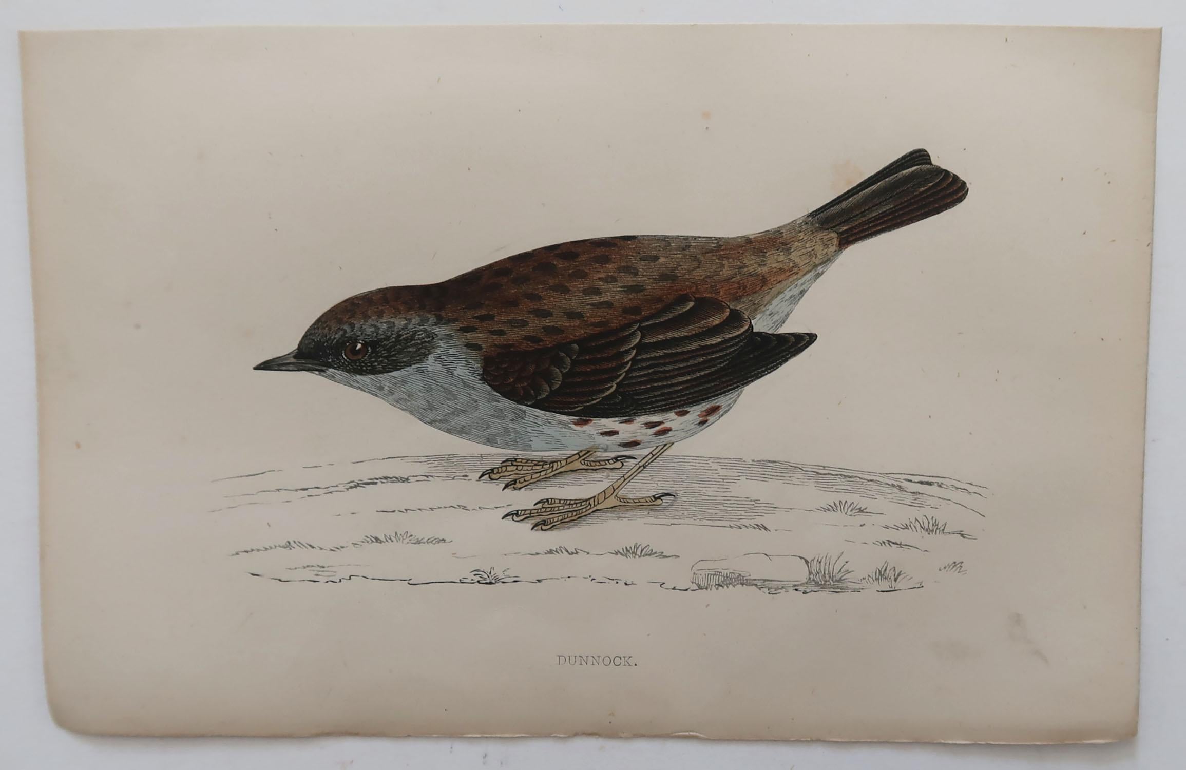 Folk Art Original Antique Bird Print, the Dunnock, circa 1870