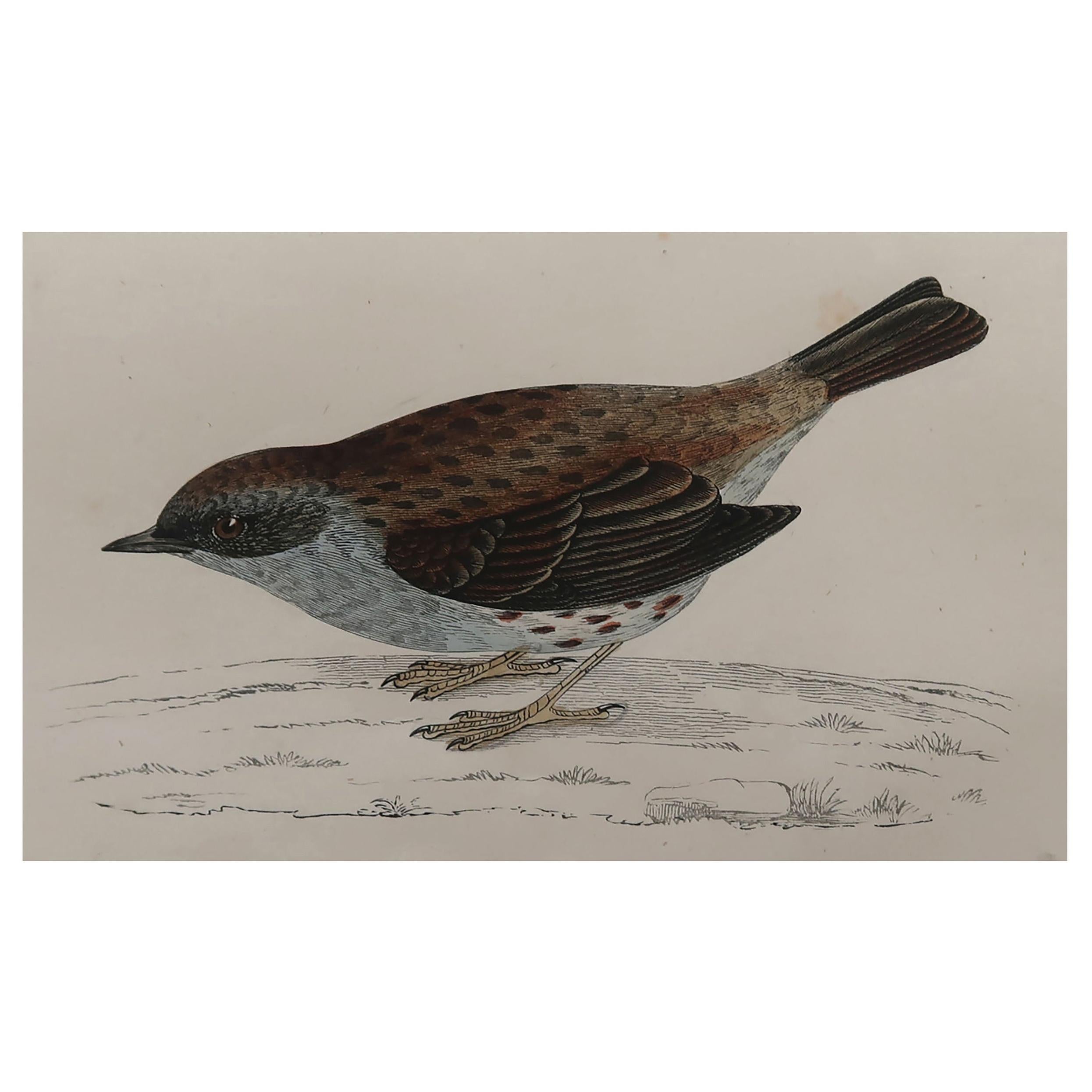 Original Antique Bird Print, the Dunnock, circa 1870