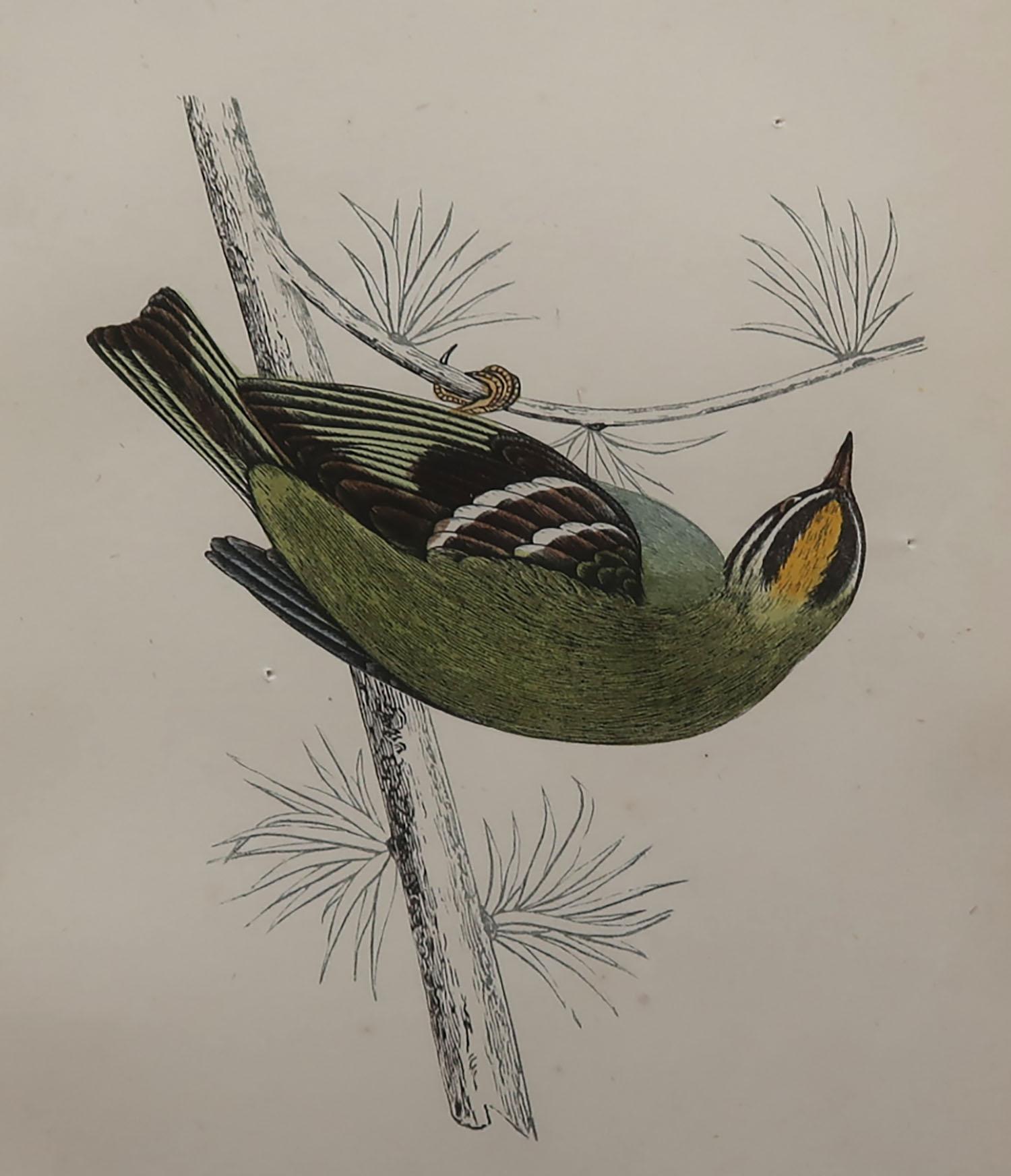 Great image of a firecrest

Unframed. It gives you the option of perhaps making a set up using your own choice of frames.

Lithograph with original hand color.

Published, circa 1870

Free shipping.




 