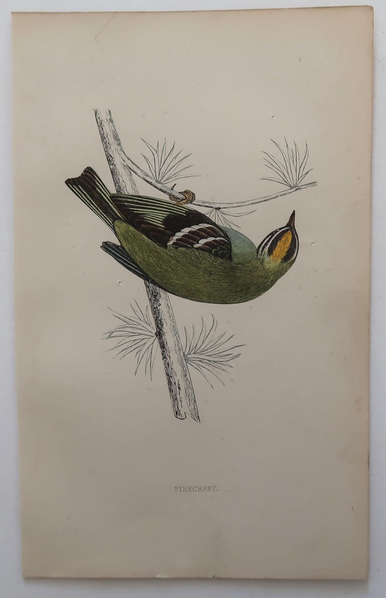 Folk Art Original Antique Bird Print, the Firecrest, circa 1870