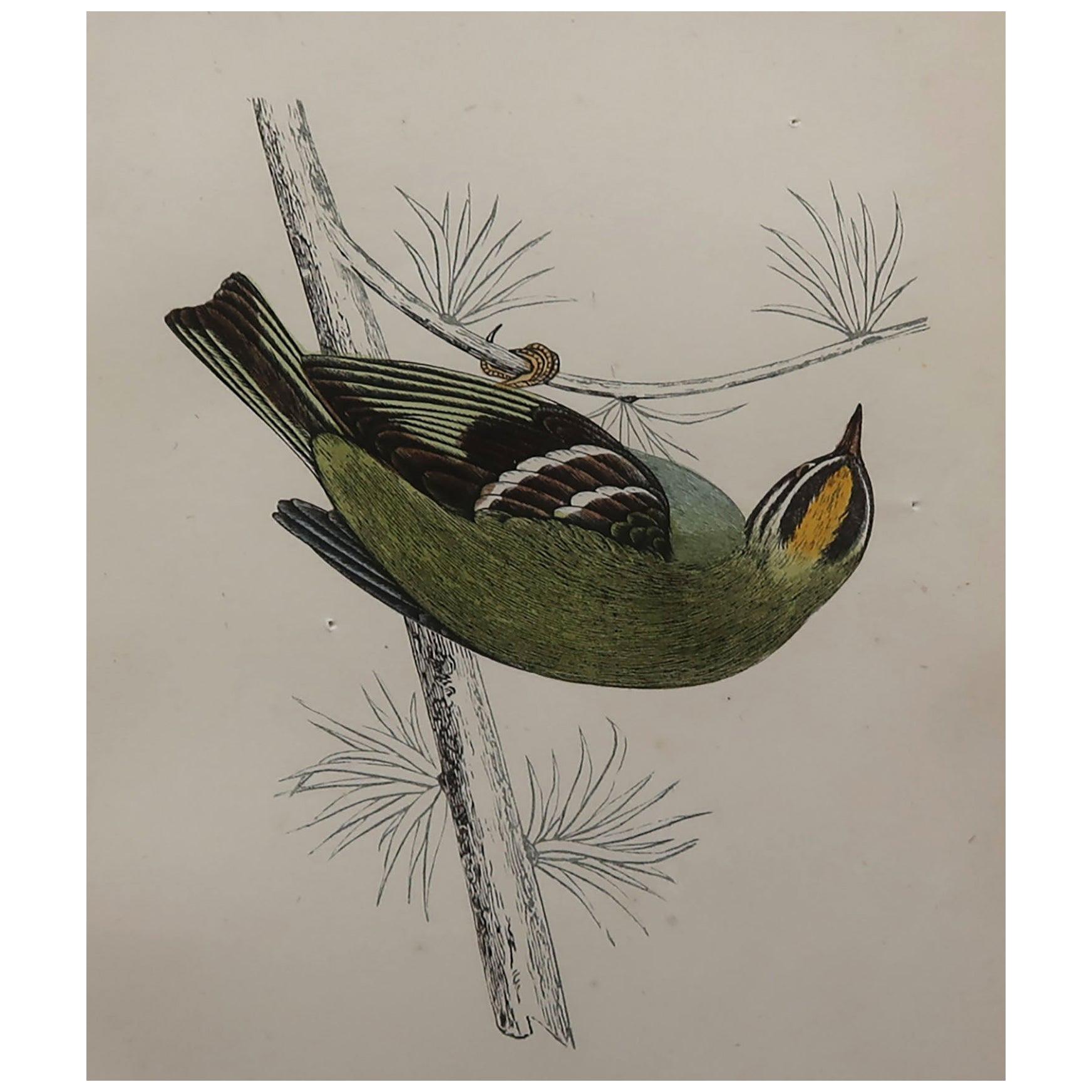 Original Antique Bird Print, the Firecrest, circa 1870