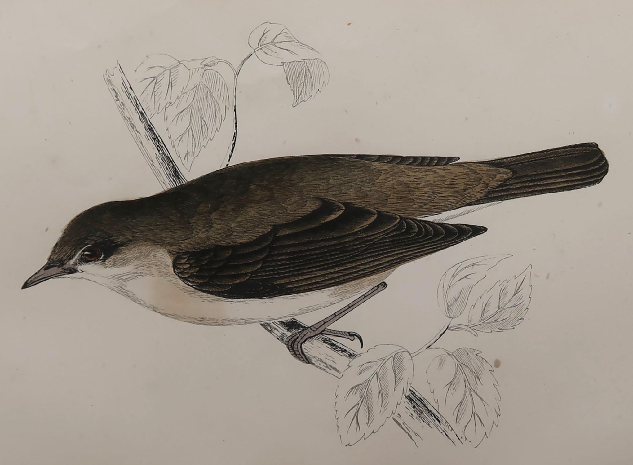 Great image of a garden warbler

Unframed. It gives you the option of perhaps making a set up using your own choice of frames.

Lithograph with original hand color.

Published, circa 1870

Free shipping.




  