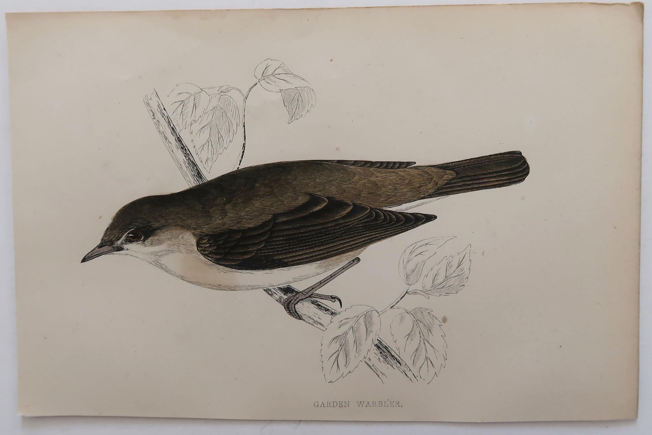 Folk Art Original Antique Bird Print, the Garden Warbler, circa 1870