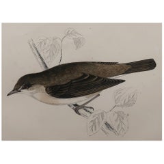 Original Antique Bird Print, the Garden Warbler, circa 1870