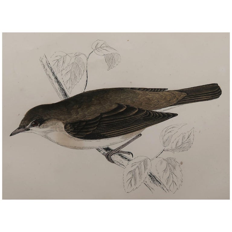 Original Antique Bird Print, the Garden Warbler, circa 1870 For Sale