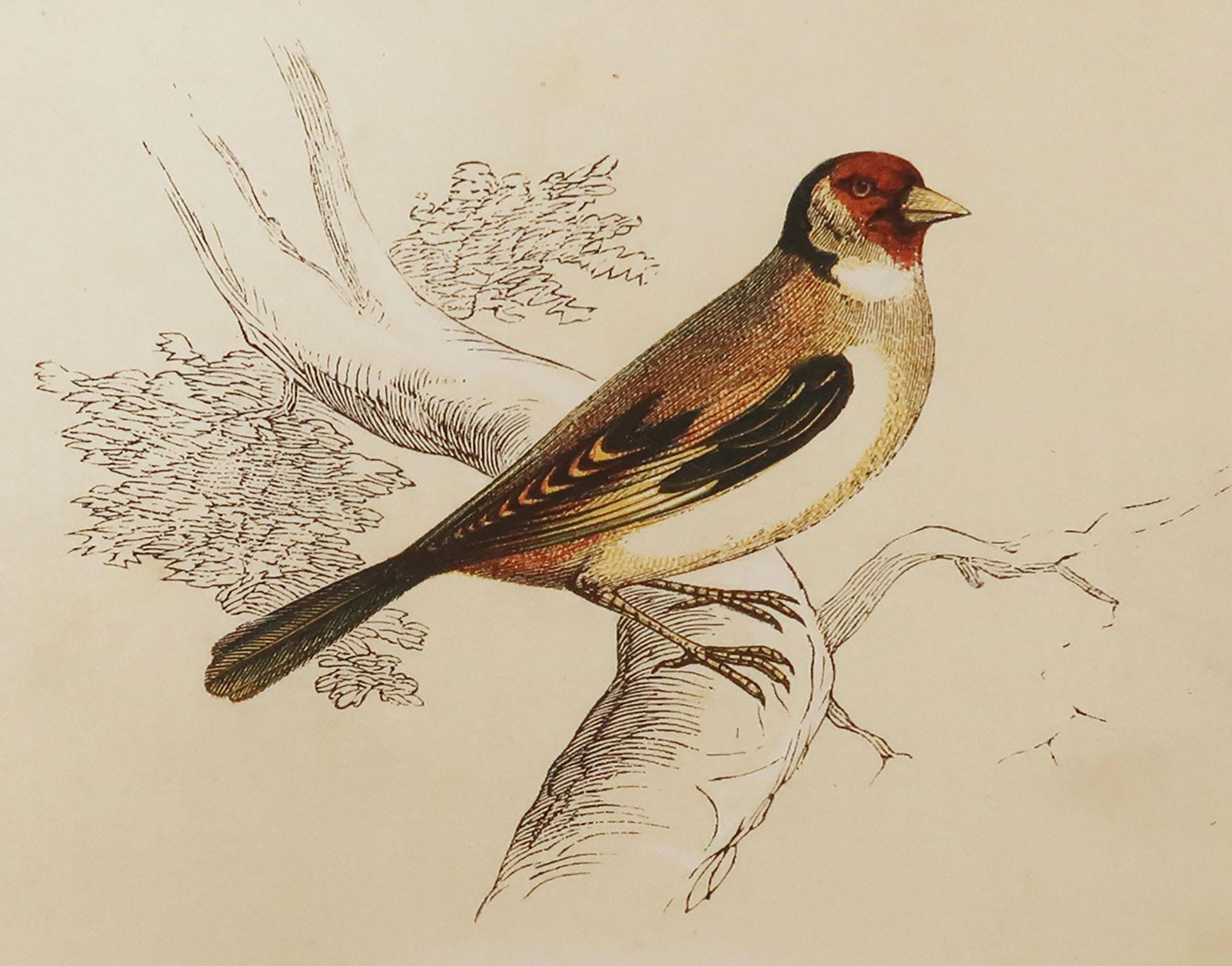 Great image of a goldfinch

Unframed. It gives you the option of perhaps making a set up using your own choice of frames.

Lithograph with original color.

Published by Tallis circa 1850

Crudely inscribed title has been erased at the bottom