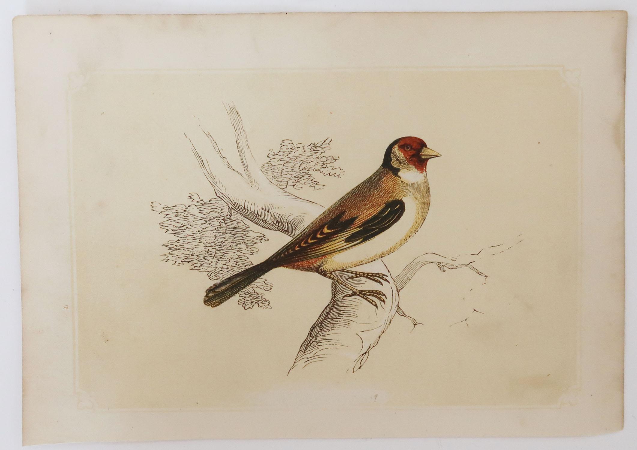Folk Art Original Antique Bird Print, the Goldfinch, Tallis C. 1850