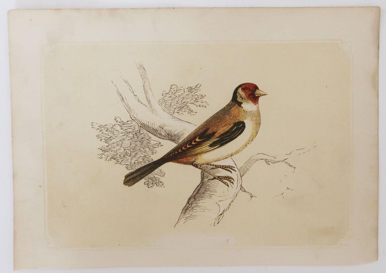 Folk Art Original Antique Bird Print, the Goldfinch, Tallis, C. 1850 For Sale