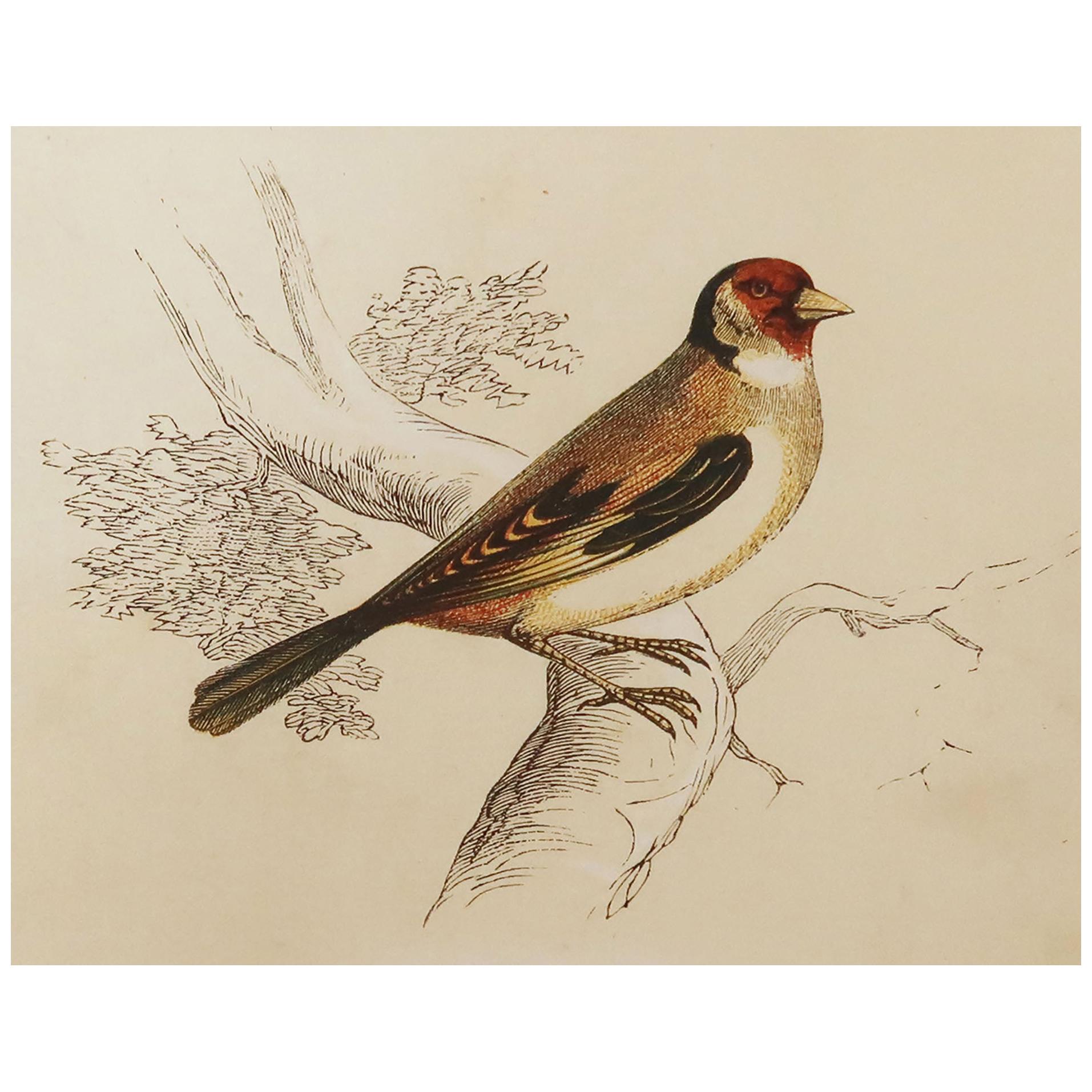 Original Antique Bird Print, the Goldfinch, Tallis C. 1850