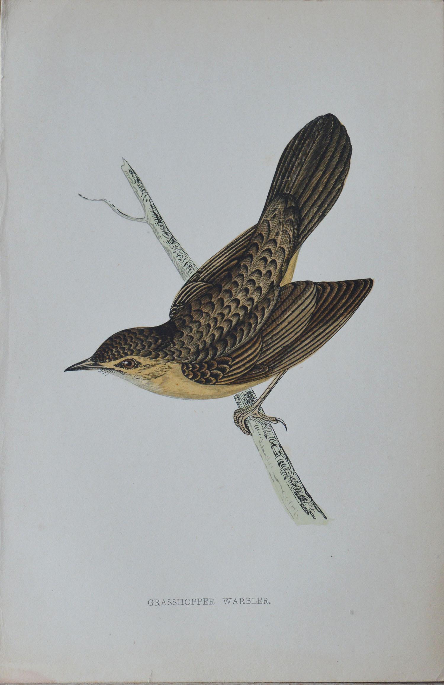 Folk Art Original Antique Bird Print, the Grasshopper Warbler, circa 1850