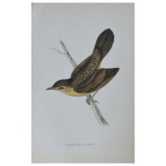 Original Antique Bird Print, the Grasshopper Warbler, circa 1850